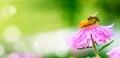 Lilac flower with a bee collecting pollen or nectar. Banner style artistic fantastic beautiful nature image. Bee macro close up