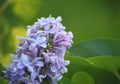 Lilac Flower