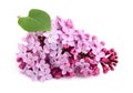 Lilac flower bunch. Royalty Free Stock Photo