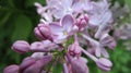 Lilac flower Bush lovely spring nature blooms Bud fragrance