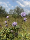 A purple flower of the Caprifoliaceae family in early autumn on the meadows.