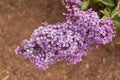 Lilac flower close-up. Syringa vulgaris plant. Royalty Free Stock Photo