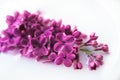 Lilac flower close up on white background. Macro lilac branch in light water or milk. Bushes Flowers in High-key. Purple Royalty Free Stock Photo