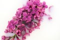 Lilac flower close up on white background. Macro lilac branch in light water or milk. Bushes Flowers in High-key. Purple Royalty Free Stock Photo