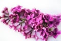 Lilac flower close up on white background. Macro lilac branch in light water or milk. Bushes Flowers in High-key. Purple Royalty Free Stock Photo