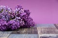 Lilac flower frame stock images