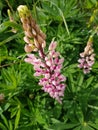 Lilac flower in the garden Royalty Free Stock Photo