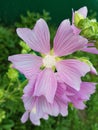 Lilac flower in the garden Royalty Free Stock Photo