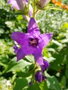 Purple flower growing in the garden Royalty Free Stock Photo