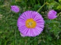 Lilac flower in the garden Royalty Free Stock Photo