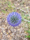 Lilac flower in the garden Royalty Free Stock Photo