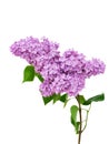 Lilac flower isolated on white background - Syringa vulgaris Royalty Free Stock Photo