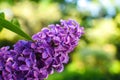 The lilac flower is large on a blurry beautiful background