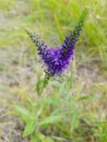 Lilac flower in the meadow Royalty Free Stock Photo