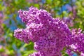 Lilac flower nature background