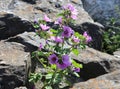 Lilac flower on the rock Royalty Free Stock Photo