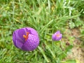 lilac flower