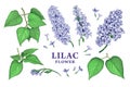 Lilac flower set color