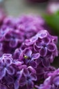 Lilac flower