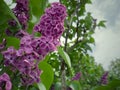 Lilac flower spring blossom. Lilacs are frequently considered a harbinger of spring