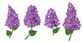 Lilac flower for spring and Easter