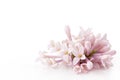 Lilac flower syringa. Royalty Free Stock Photo