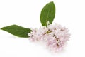 Lilac flower syringa. Royalty Free Stock Photo