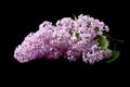 Lilac flower Syringa vulgaris on a black background Royalty Free Stock Photo