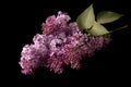 Lilac flower Syringa vulgaris on a black background Royalty Free Stock Photo