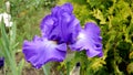 The lilac flower of tall bearded iris varieties Ametrine.
