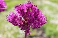 Flowering garlic