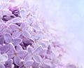 Lilac flowers. Abstract background. Royalty Free Stock Photo