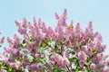 Lilac flowers against blue sky Royalty Free Stock Photo