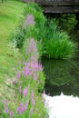 Lilac flowers along the river in the park of the castle in Germany Bruhl