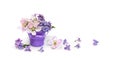 Lilac flowers and apple tree flowers in small violet bucket on a white background with space for text. Spring decoration Royalty Free Stock Photo