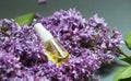 Lilac flowers aroma oil, flowers essential oil, pure essence Royalty Free Stock Photo