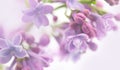 Lilac flowers, art design, soft focus, blurred background. Bunch of Beautiful violet Lilac flower Easter border design Royalty Free Stock Photo