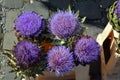 Lilac flowers of artichokes at summer day Royalty Free Stock Photo