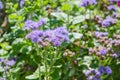 Lilac flowers asters on the background of green leaves