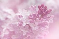 Lilac flowers background. Royalty Free Stock Photo