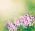 Lilac flowers background