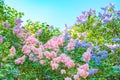 Lilac flowers on a background of green leaves and blue sky Royalty Free Stock Photo