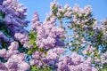 Lilac flowers on a background of green leaves and blue sky Royalty Free Stock Photo