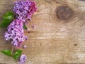 Lilac flowers on a background