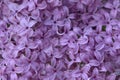 Lilac flowers background. Spring floral background with purple, pink, lilac flowers. Texture. Spring bloom. Lilac bush.