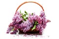 Lilac flowers in basket isolated on white Royalty Free Stock Photo