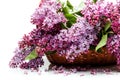 Lilac flowers in basket isolated on white Royalty Free Stock Photo