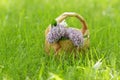 Lilac flowers in birchbark basket on grass Royalty Free Stock Photo