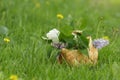 Lilac flowers in birchbark basket on grass Royalty Free Stock Photo