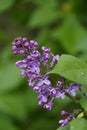 Beautiful Lilac flowers in garden